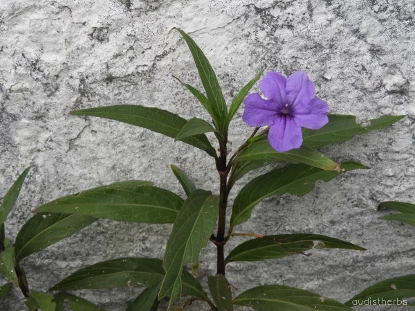 Ruellia tuberosa fullplant8.jpg